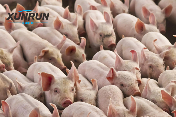 养猪场用哪种水处理设备比较好？